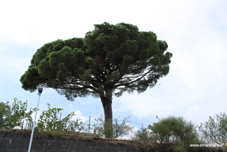 Pino di Milo